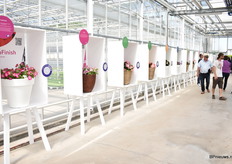 De Wall of Fame van Syngenta. Met deze Stars die Syngenta presenteerde gaat het promotieteam op tour langs de handelaren.